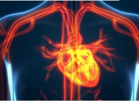 7 Simple Steps to Avoid a Heart Attack
